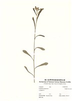 藏品(鼠麴舅)的圖片